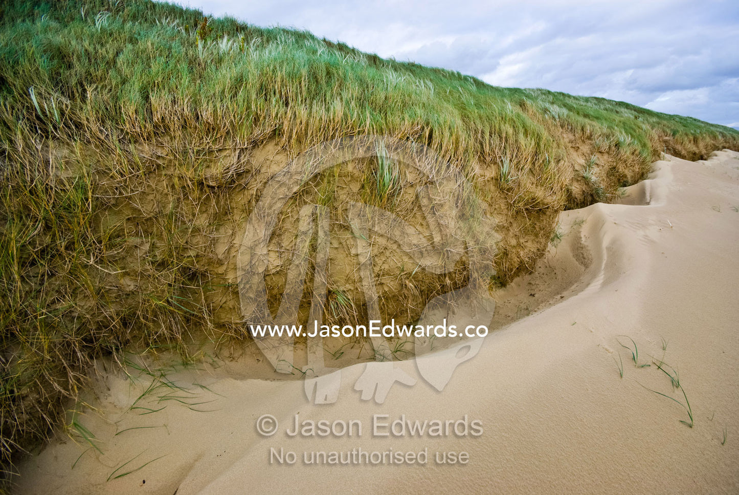 Winter storm winds blow sand against a dune covered in Marram Grass. Sandy Point, Victoria, Australia
