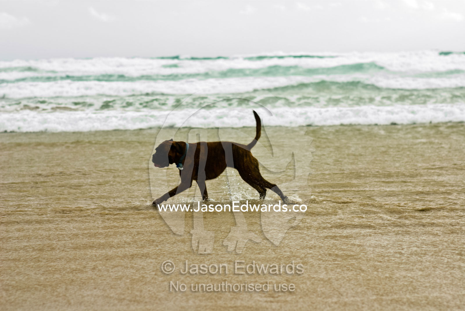 A Bull Terrier runs in the ocean shallows on a stormy winters day. Sandy Point, Victoria, Australia