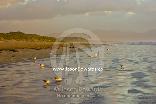 Silver Gulls forage in the wet sand of a wide sweeping beach at sunset Sandy Point, Victoria, Australia
