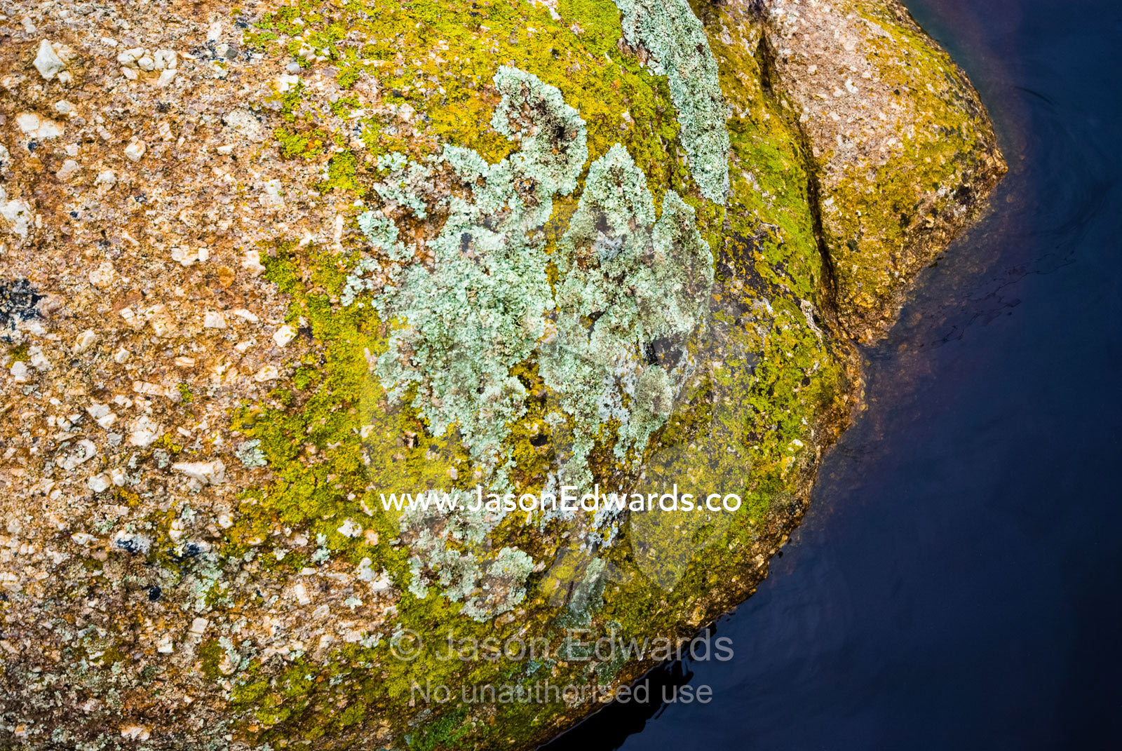Green and yellow lichen growing on a granite boulder in a small river. Tidal River, Wilsons Promontory National Park, Victoria, Australia