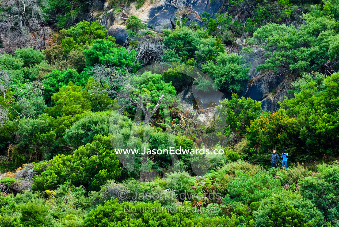 A couple emerge on a cliff face whilst hiking in a Melalueca thicket. Tidal River, Wilsons Promontory National Park, Victoria, Australia