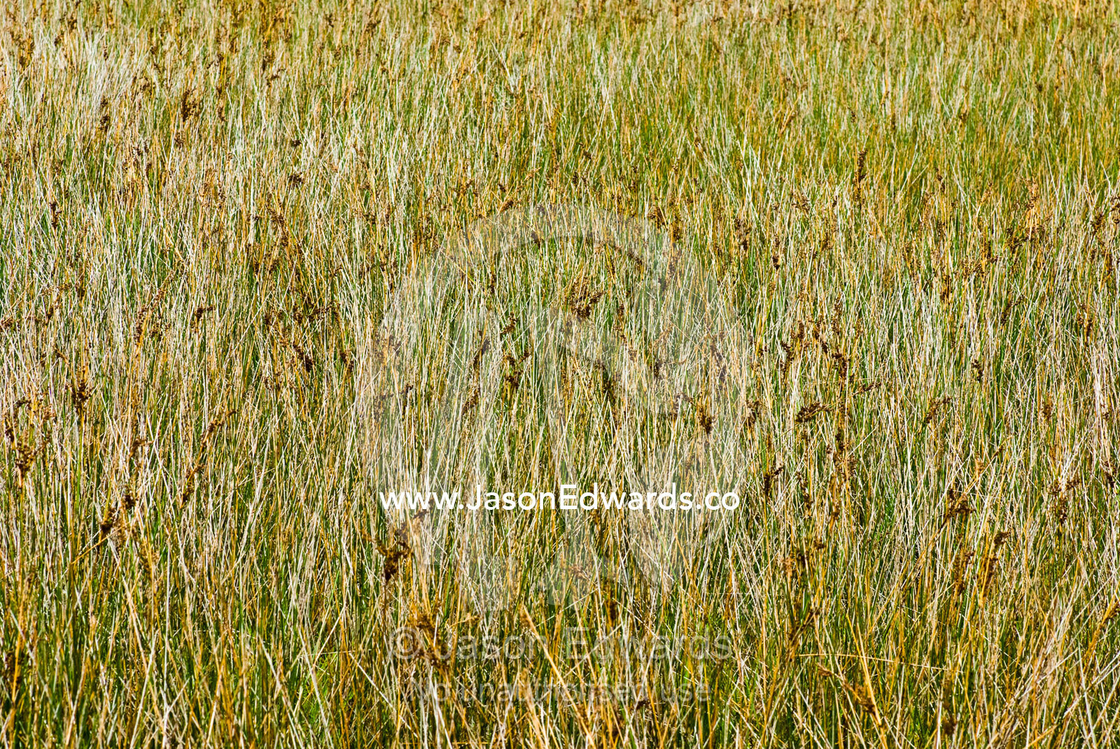 Dense textured Juncus maritimus, a salt marsh, lining a river shore. Tidal River, Wilsons Promontory National Park, Victoria, Australia