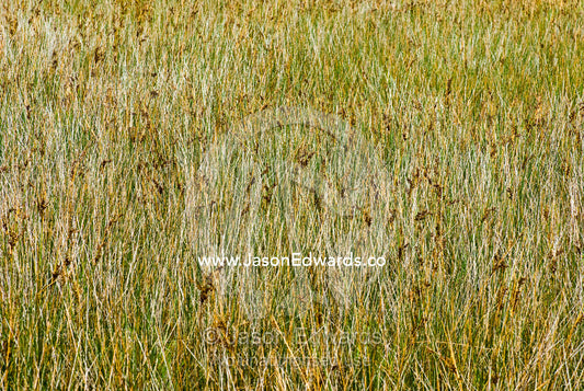 Dense textured Juncus maritimus, a salt marsh, lining a river shore. Tidal River, Wilsons Promontory National Park, Victoria, Australia