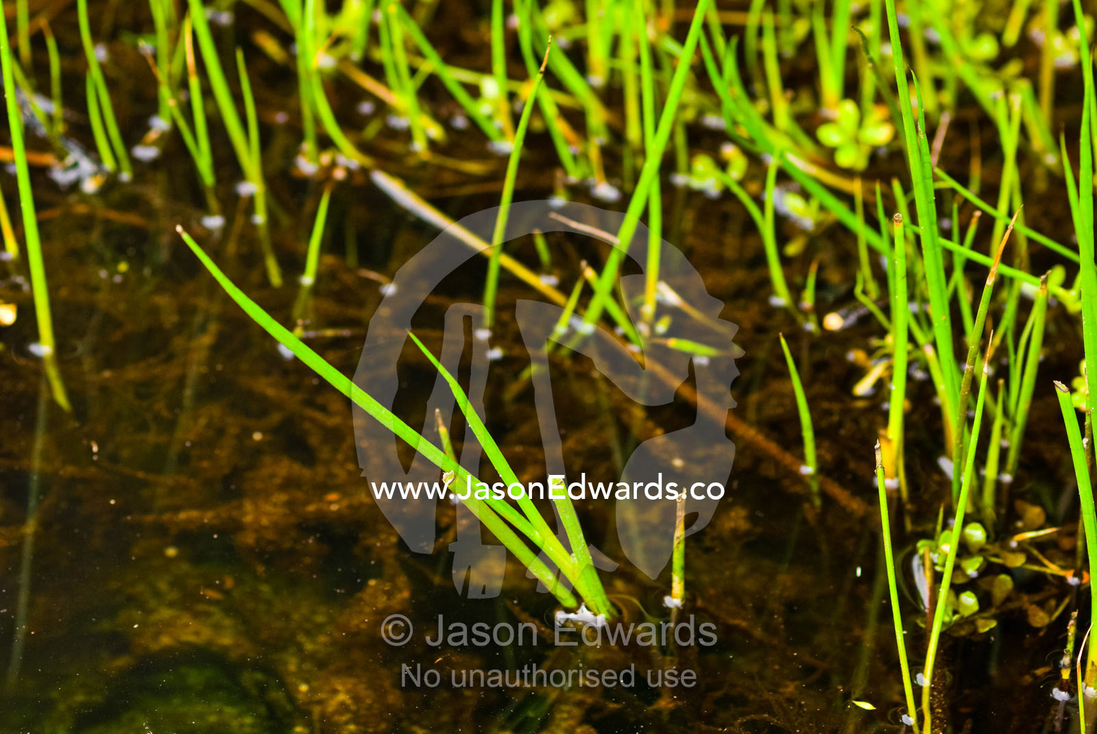Common Reed, Phragmites australis, grows in a freshwater stream. Squeaky Beach, Wilsons Promontory National Park, Victoria, Australia