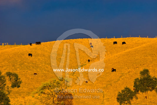 Cattle graze on dry grasses on a steep hillside at sunset. Korumburra, Victoria, Australia