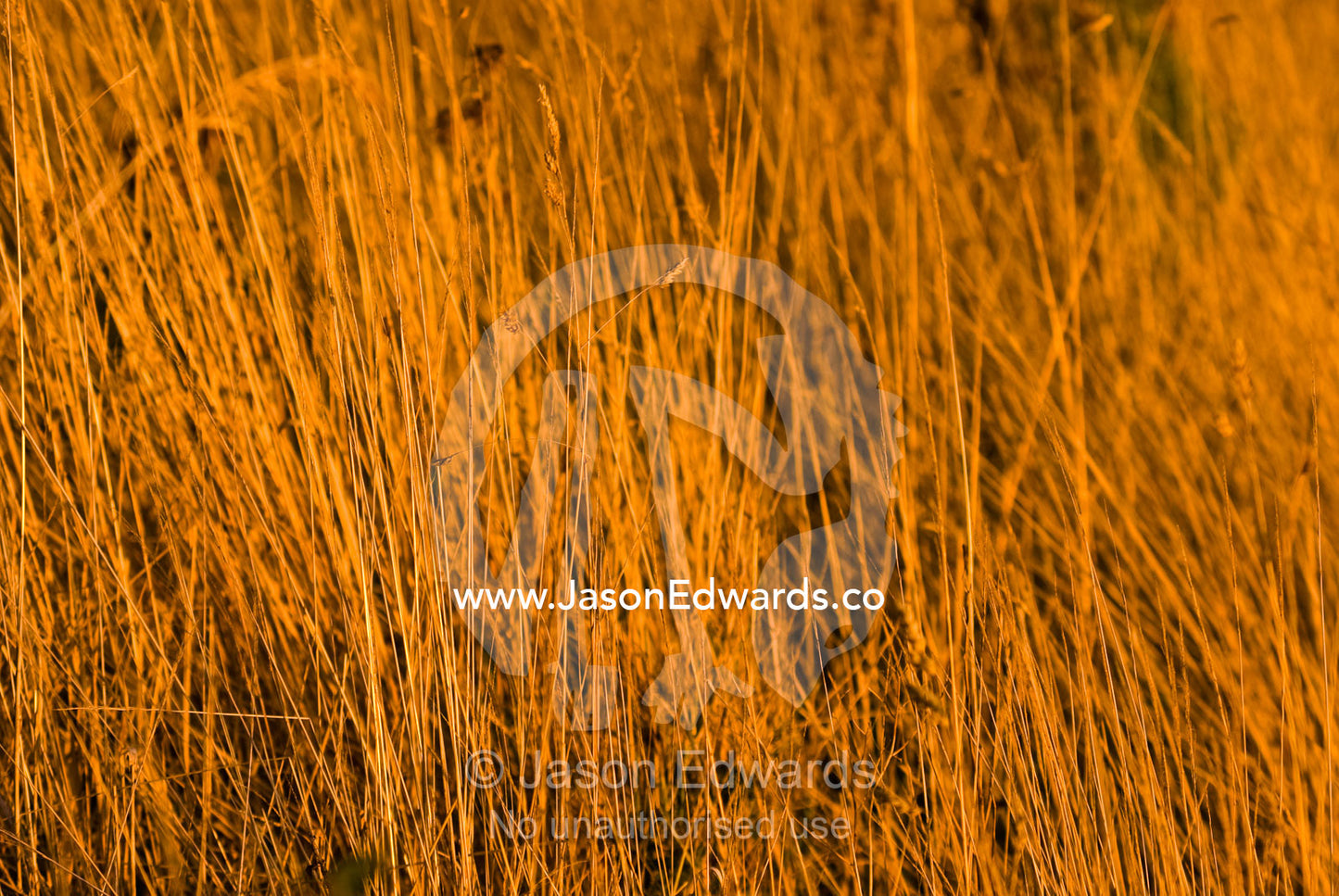 Tall, dry grasses turn golden as sunset falls over farmland. Korumburra, Victoria, Australia