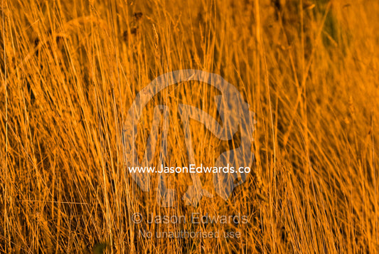 Tall, dry grasses turn golden as sunset falls over farmland. Korumburra, Victoria, Australia