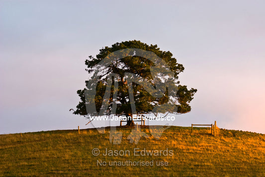 A lone enormous pine tree rests on a hilltop in farmland at sunset. Korumburra, Victoria, Australia