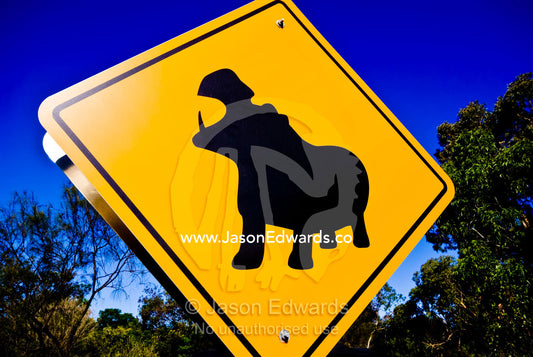 A colorful yellow road sign warns of danger from Nile Hippopotamus. Werribee Open Range Zoo, Werribee, Victoria, Australia