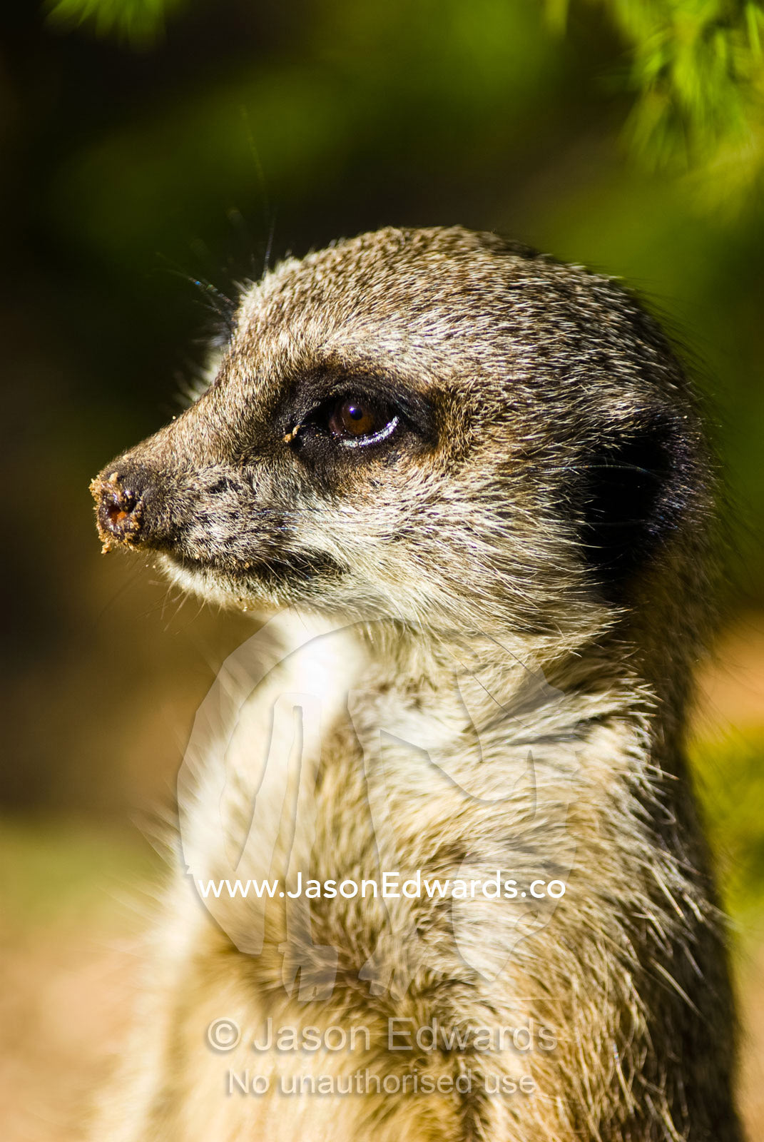 A Meerkat with dirt on it's nose stands alert looking for predators. Werribee Open Range Zoo, Werribee, Victoria, Australia