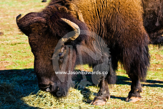 The enormous horns and bearded head of a mature male American Bison. Werribee Open Range Zoo, Werribee, Victoria, Australia