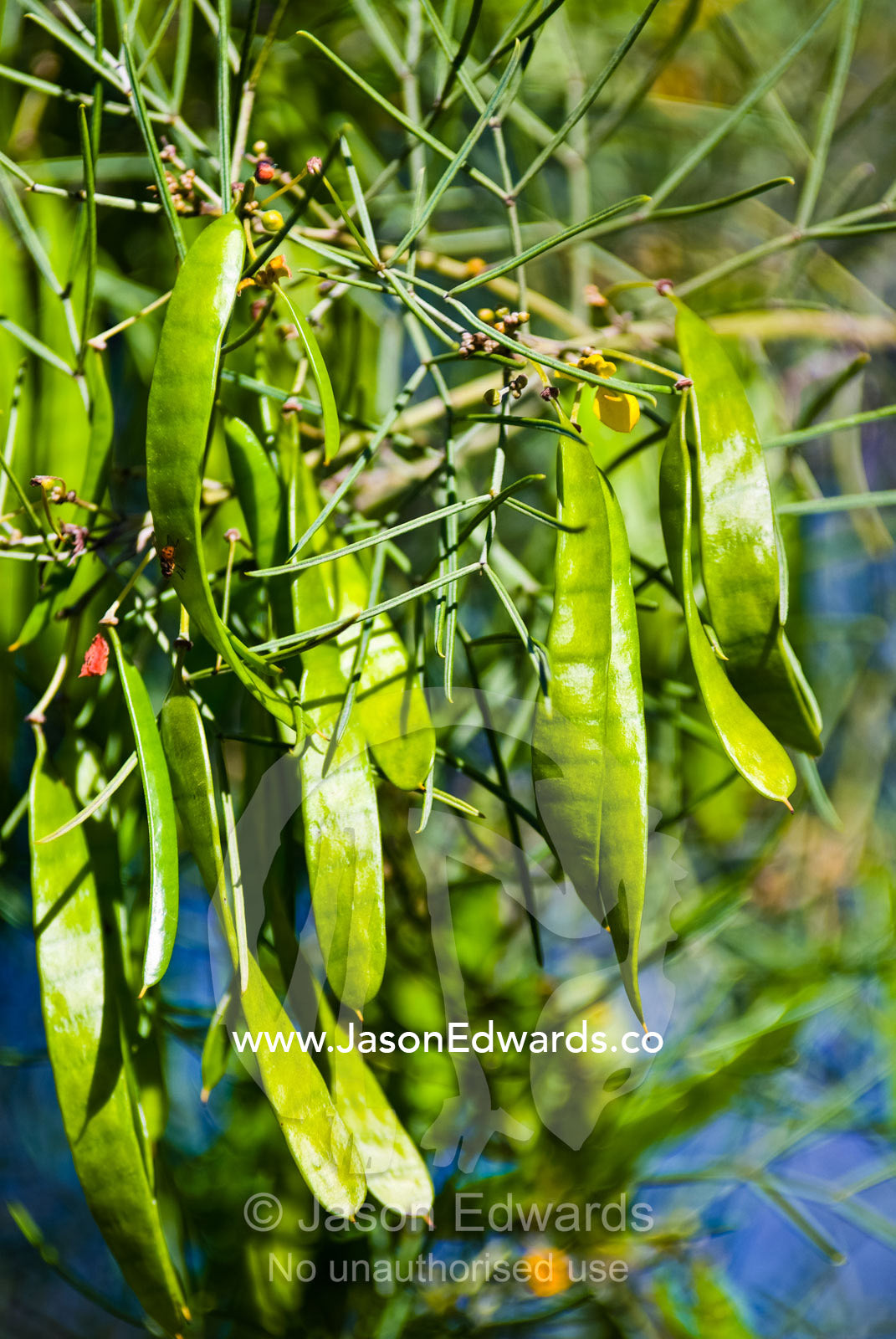 A cluster of long, flat seed pods of the Senna artemisioides. Werribee Open Range Zoo, Werribee, Victoria, Australia