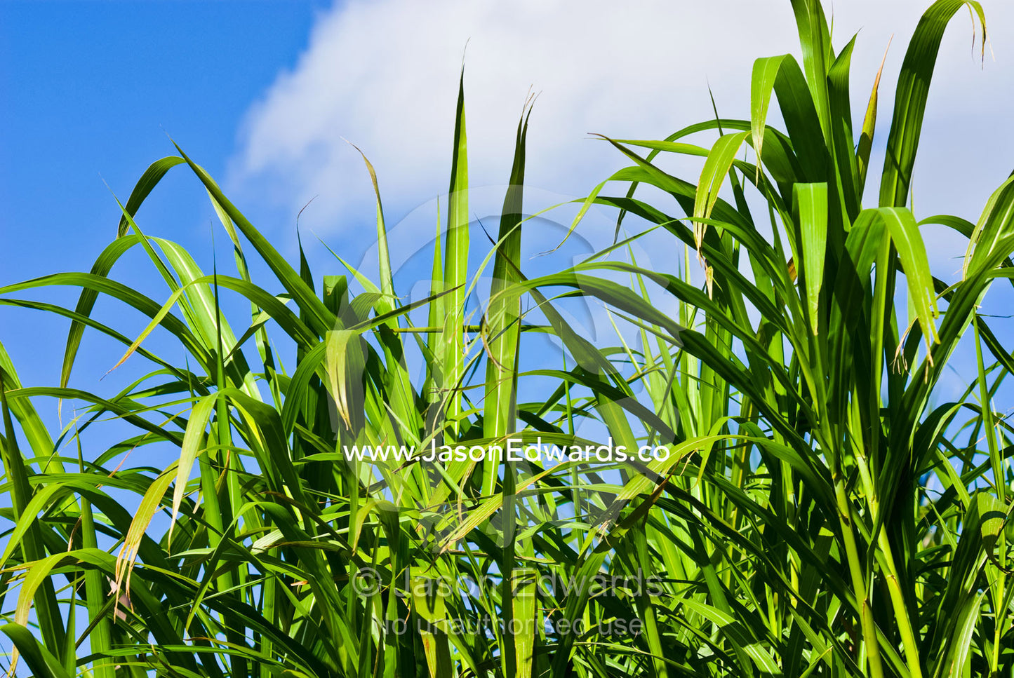 A stand of Elephant Grass, a favourite food of African Elephants. Werribee Open Range Zoo, Werribee, Victoria, Australia
