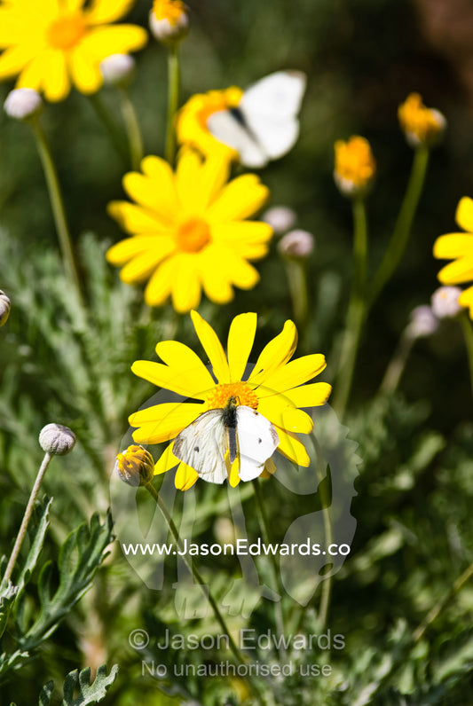A Cabbage White Butterfly feeding on a yellow daisy in a sunny garden. Werribee Open Range Zoo, Werribee, Victoria, Australia