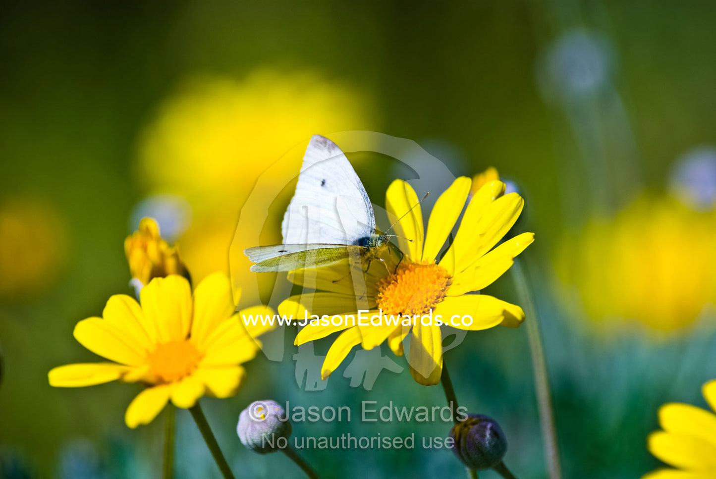 A Cabbage White Butterfly feeding on a yellow daisy in a sunny garden. Werribee Open Range Zoo, Werribee, Victoria, Australia