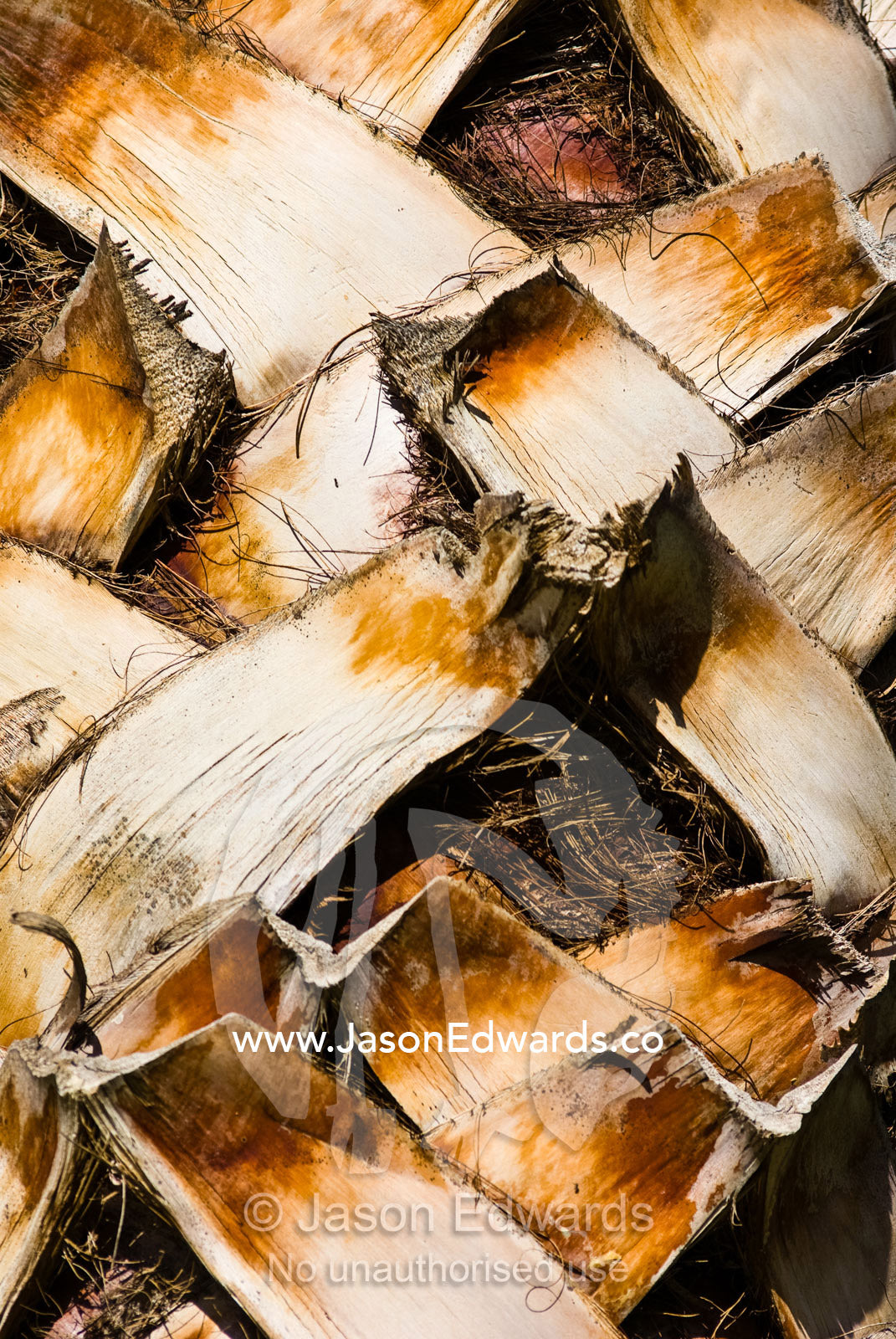 A detail of the layered fibrous bark of the Mexican Fan Palm. Werribee Open Range Zoo, Werribee, Victoria, Australia