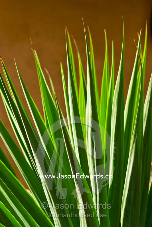 Sunlight catching the tough sword-shaped leaves of an ornamental Yucca Werribee Open Range Zoo, Werribee, Victoria, Australia