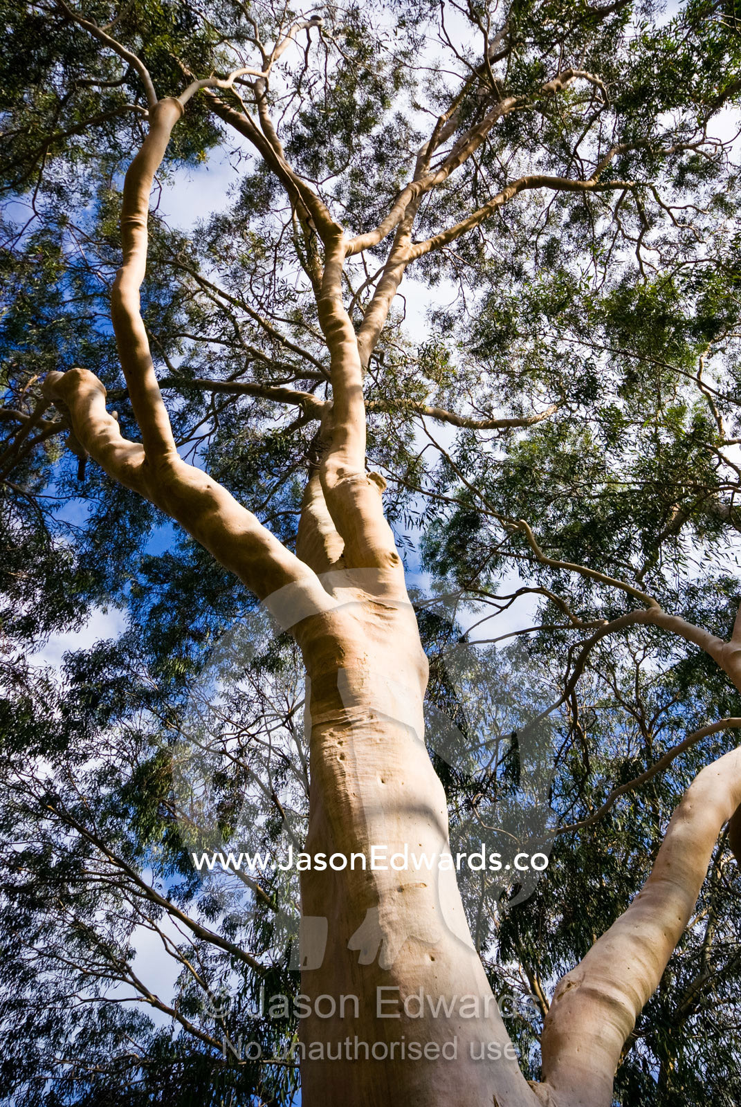 A smooth trunk and canopy of a Lemon Scented Gum, Corymbia citriodora. Langwarrin, Victoria, Australia