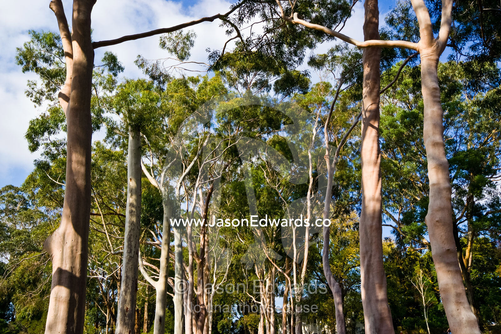 An avenue of Lemon Scented Gum trunks and canopy, Corymbia citriodora. Langwarrin, Victoria, Australia