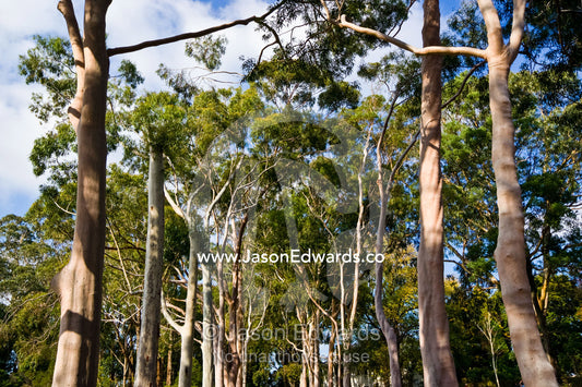 An avenue of Lemon Scented Gum trunks and canopy, Corymbia citriodora. Langwarrin, Victoria, Australia