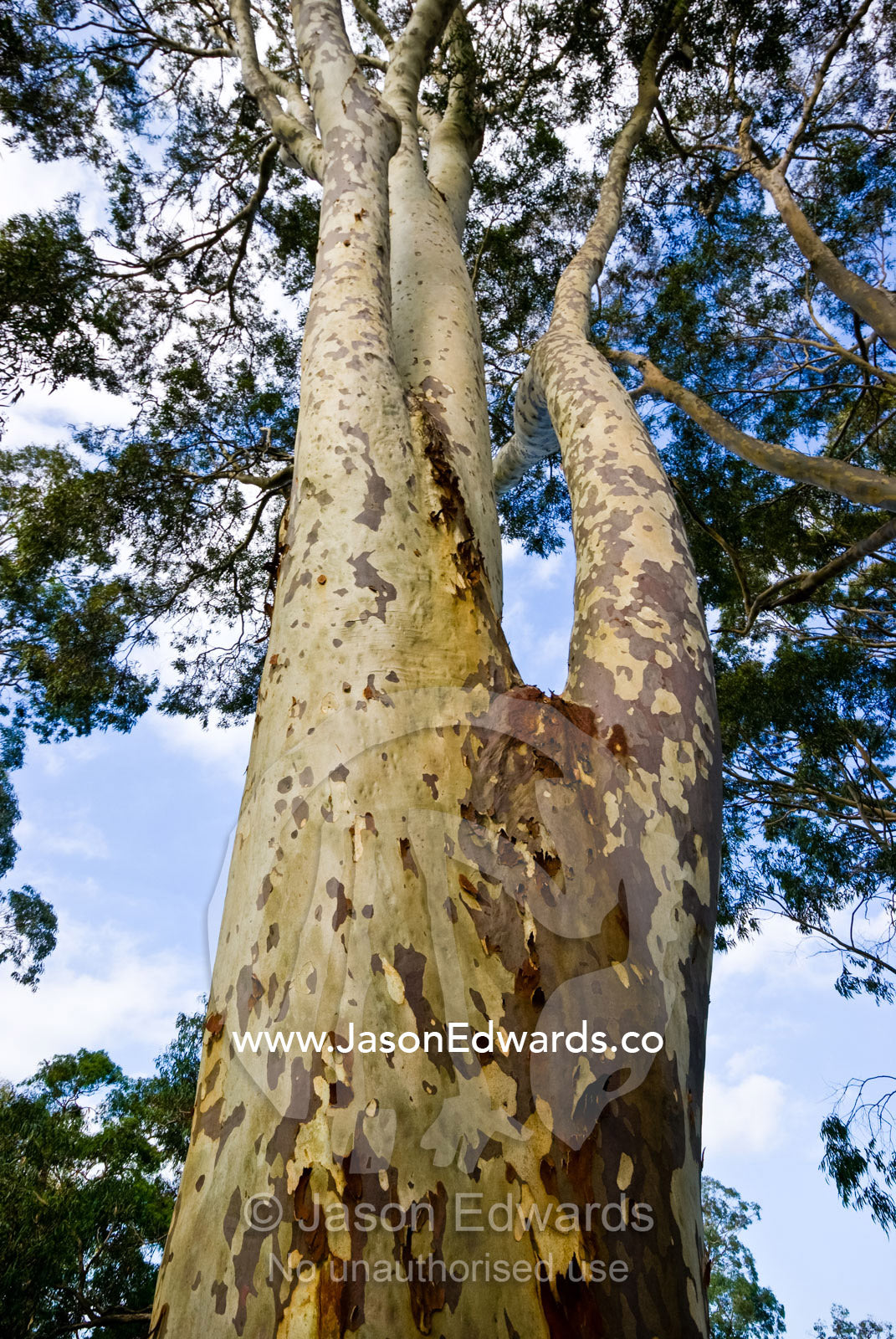 A smooth mottled trunk and canopy of a Spotted Gum, Corymbia maculata. Langwarrin, Victoria, Australia