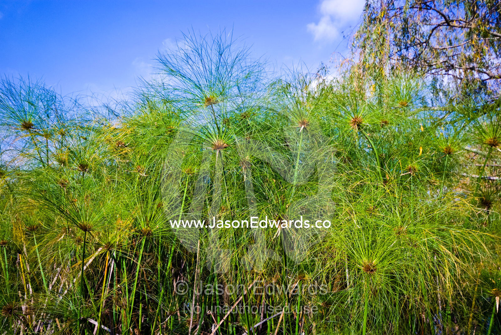 A large stand of Papyrus Sedge growing on the shore of a small lake. Langwarrin, Victoria, Australia