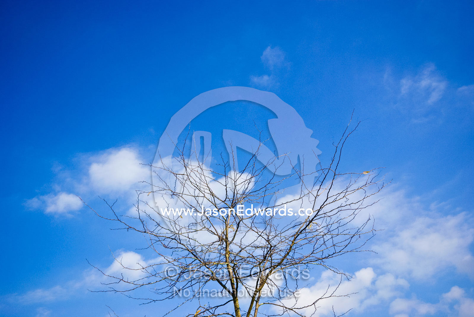 The bare branches of a deciduous tree rise into a blue Autumn sky. Langwarrin, Victoria, Australia