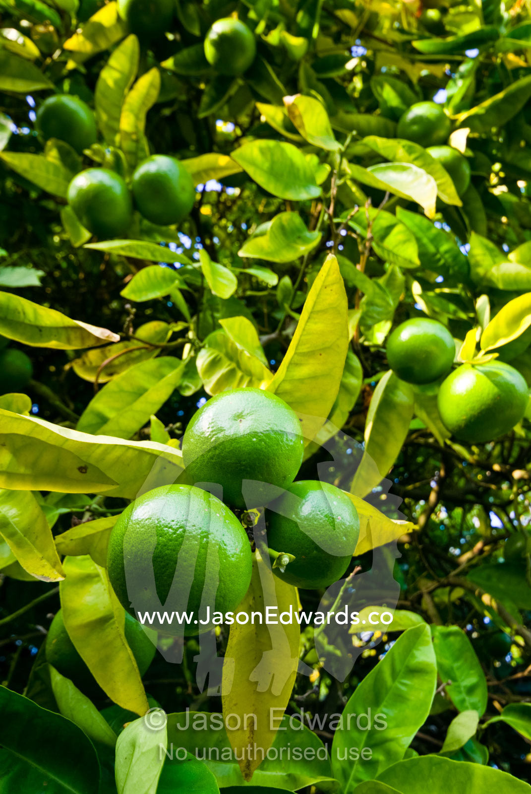 The bountiful crop of a green fecund Lime Tree. Langwarrin, Victoria, Australia