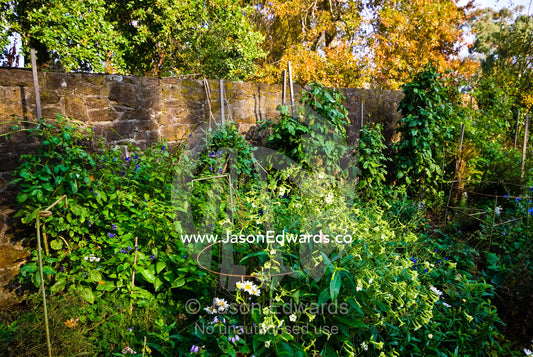 A walled garden with White Trumpet Flowers and blue Salvia flowers. Langwarrin, Victoria, Australia