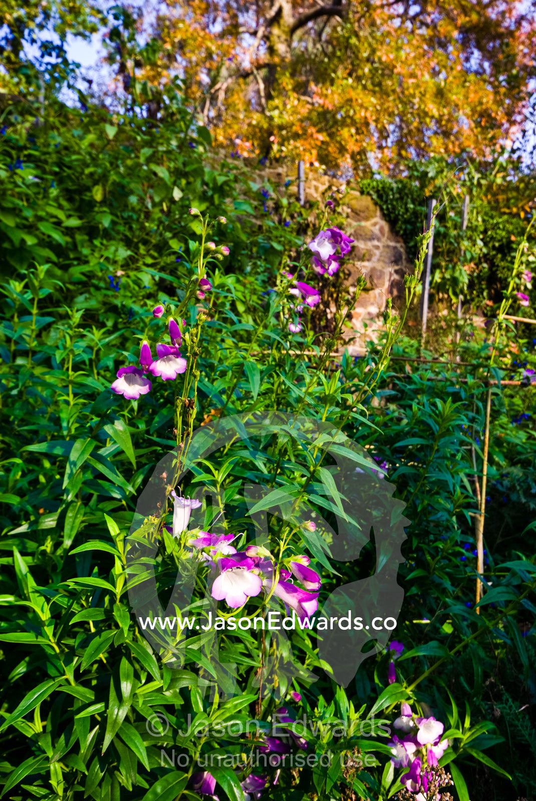 A walled garden containing a beautiful bed of Beard-tongue flowers. Langwarrin, Victoria, Australia