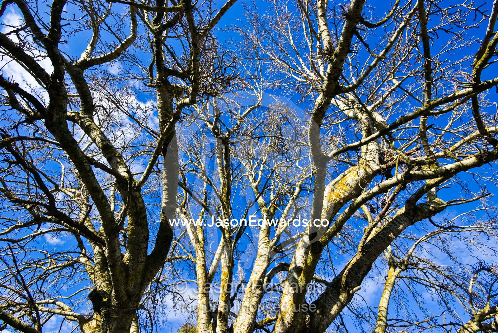 An ancient lichen encrusted deciduous Poplar Tree canopy in winter. Mount Pleasant, Victoria, Australia