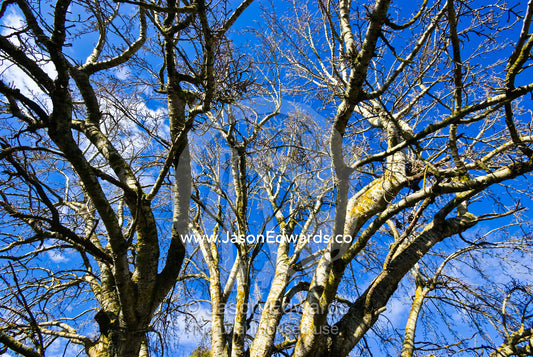 An ancient lichen encrusted deciduous Poplar Tree canopy in winter. Mount Pleasant, Victoria, Australia