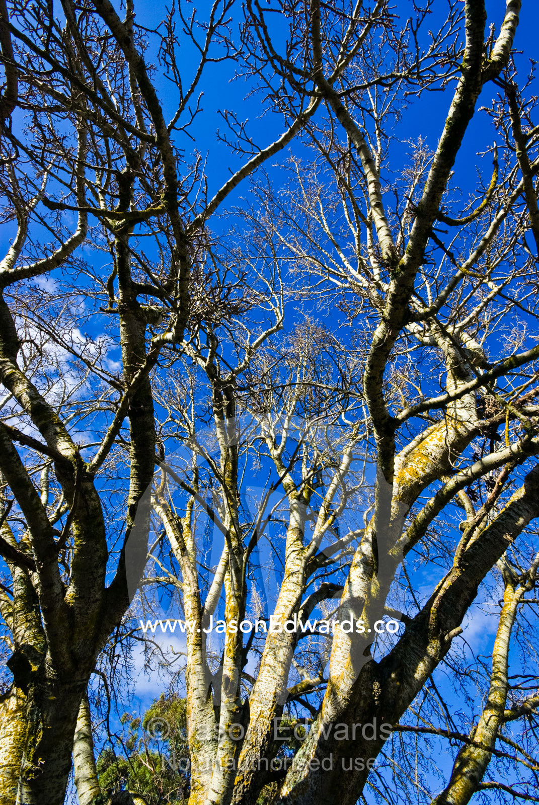An ancient lichen encrusted deciduous Poplar Tree canopy in winter. Mount Pleasant, Victoria, Australia