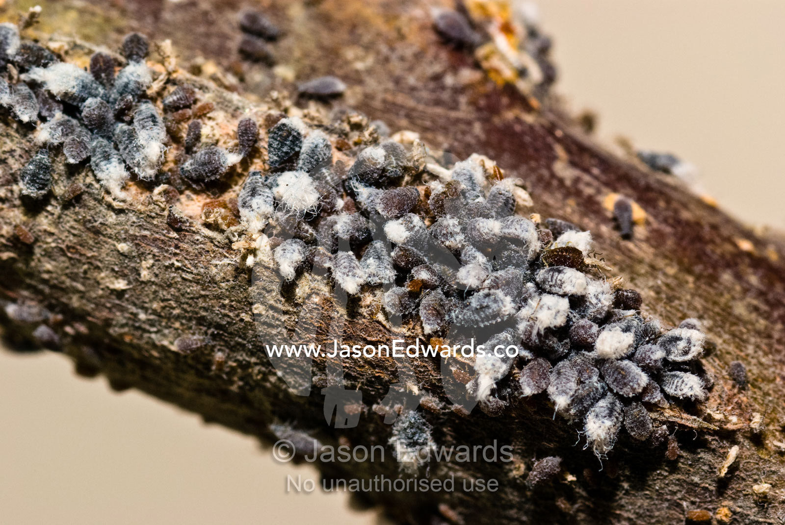 Woolly Aphids gather to feed on a branch on a Royal Gala apple tree. North Carlton, Victoria, Australia