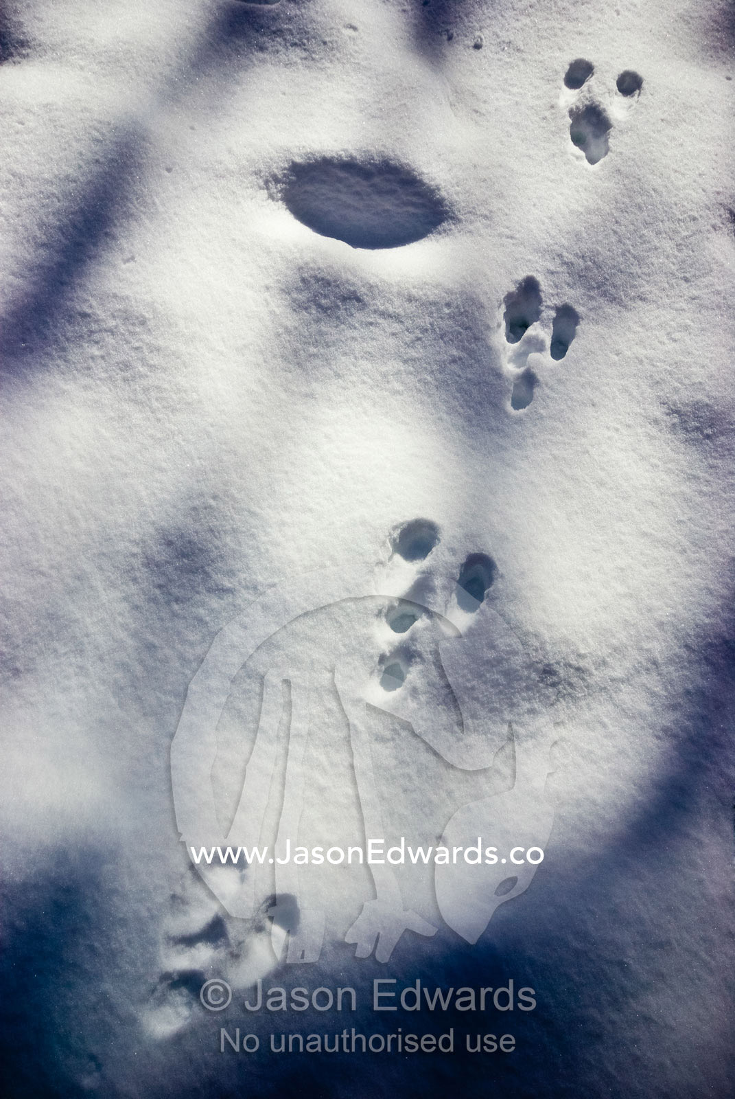 European Rabbit footprints cross a snowy plain between tree shadows. Dinner Plain, Victoria, Australia