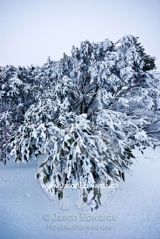 The leaves of a Snow Gum tree hang heavy encrusted with snow and ice. Alpine National Park, Great Dividing Range, Victoria, Australia