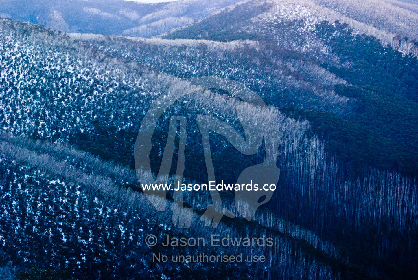 Dead trees and stags killed by bushfires rise above Snow Gum forests. Mt Blowhard, Alpine National Park, Great Dividing Range, Victoria, Australia