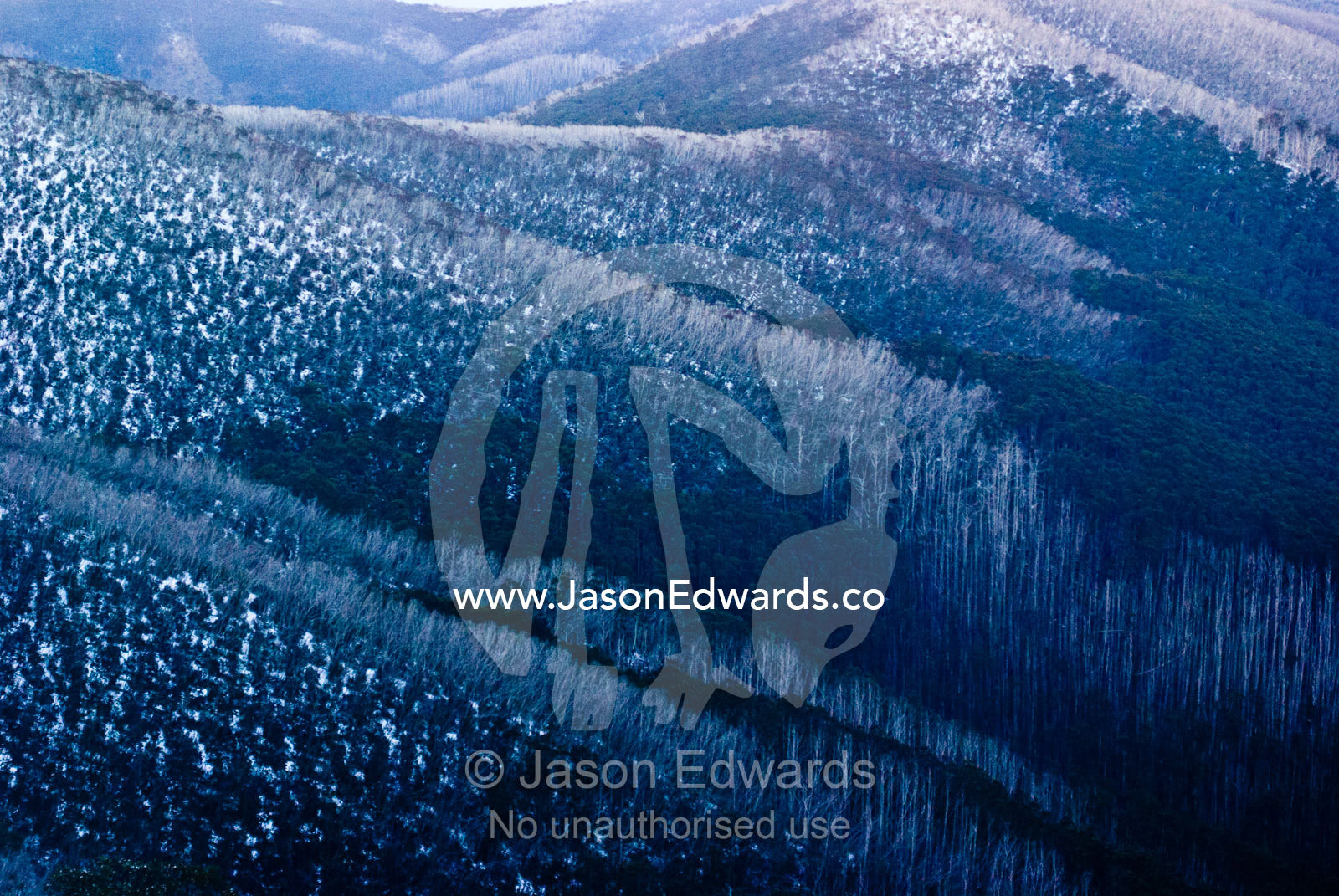 Dead trees and stags killed by bushfires rise above Snow Gum forests. Mt Blowhard, Alpine National Park, Great Dividing Range, Victoria, Australia