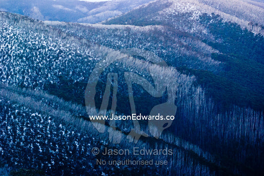 Dead trees and stags killed by bushfires rise above Snow Gum forests. Mt Blowhard, Alpine National Park, Great Dividing Range, Victoria, Australia