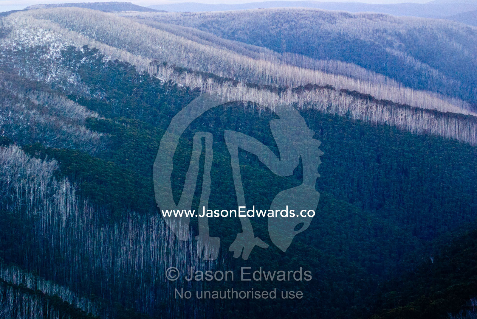 Dead trees and stags killed by bushfires rise above Snow Gum forests. Maraposa Spur and Mt Tabletop, Alpine National Park, Great Dividing Range, Victoria, Australia