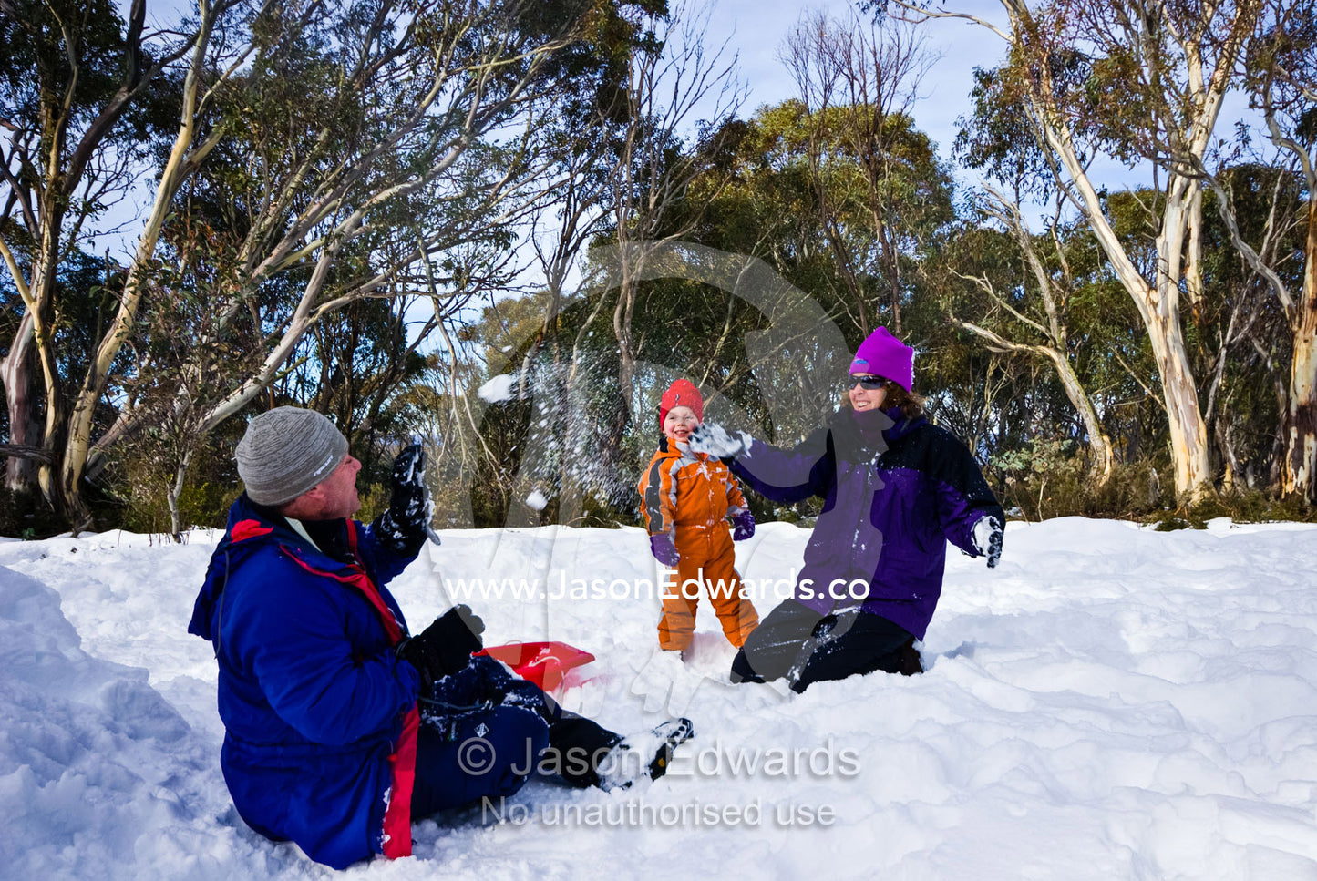 A family enjoys a friendly snowball fight on a sunny winters day. Dinner Plain, Great Dividing Range, Victoria, Australia