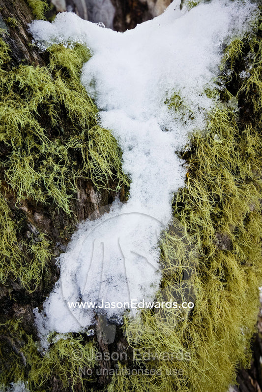 Snow covers a colony of alpine moss in the fork of an old tree. Dinner Plain, Great Dividing Range, Victoria, Australia