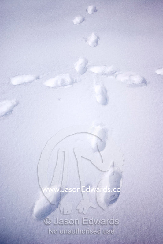 Hikers footprints randomly cross each other on a snowy plain. Dinner Plain, Great Dividing Range, Victoria, Australia