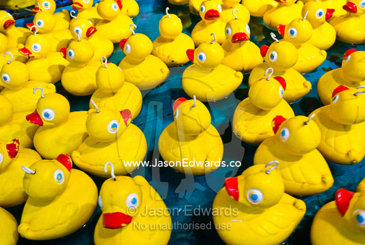 A flock of yellow plastic ducks float on a pond in a carnival sideshow Royal Melbourne Agricultural Show, Flemington, Victoria, Australia