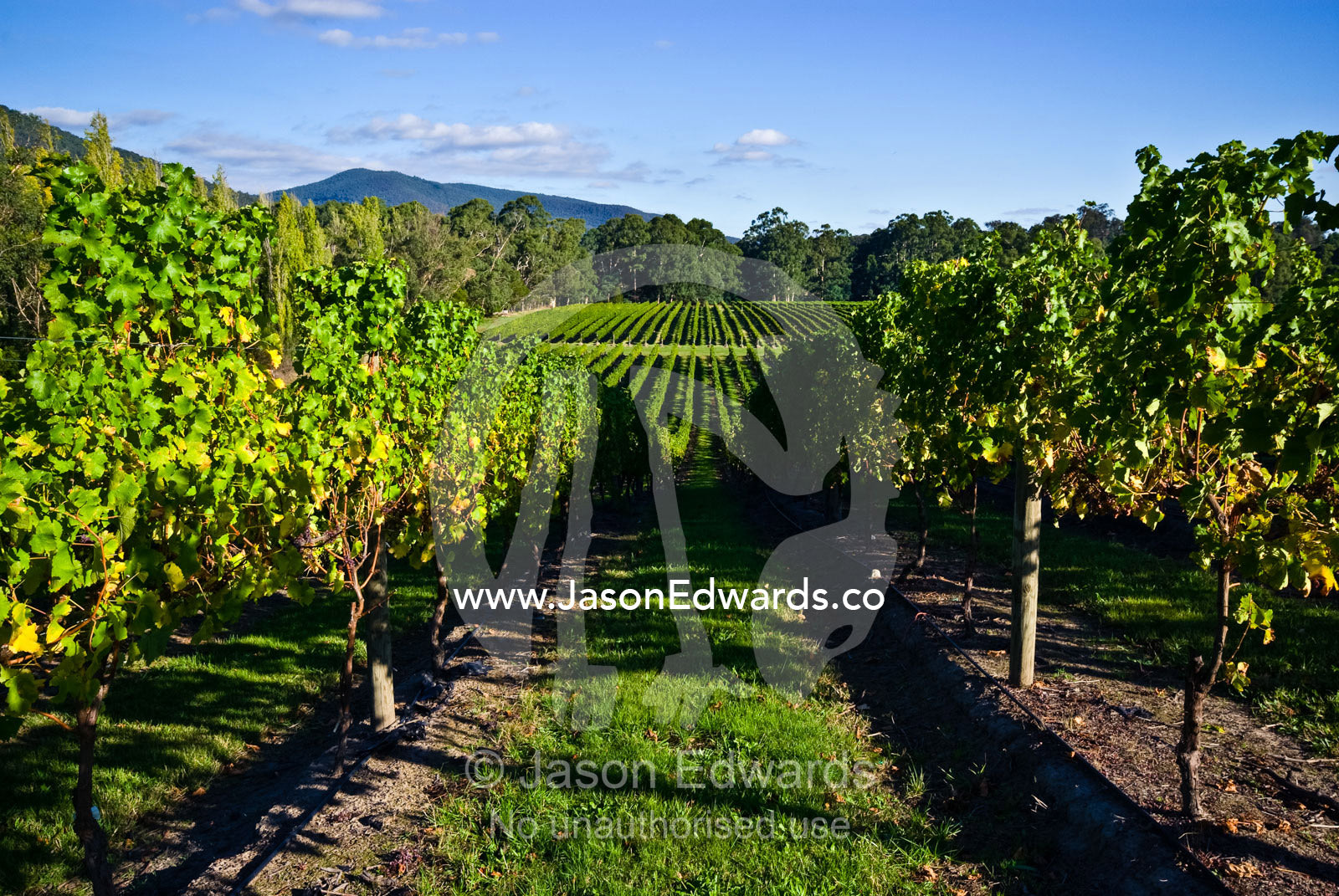 Lush vineyards stretch over rolling hills in late afternoon light. Healesville, Yarra Valley, Victoria, Australia