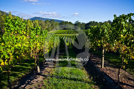 Lush vineyards stretch over rolling hills in late afternoon light. Healesville, Yarra Valley, Victoria, Australia