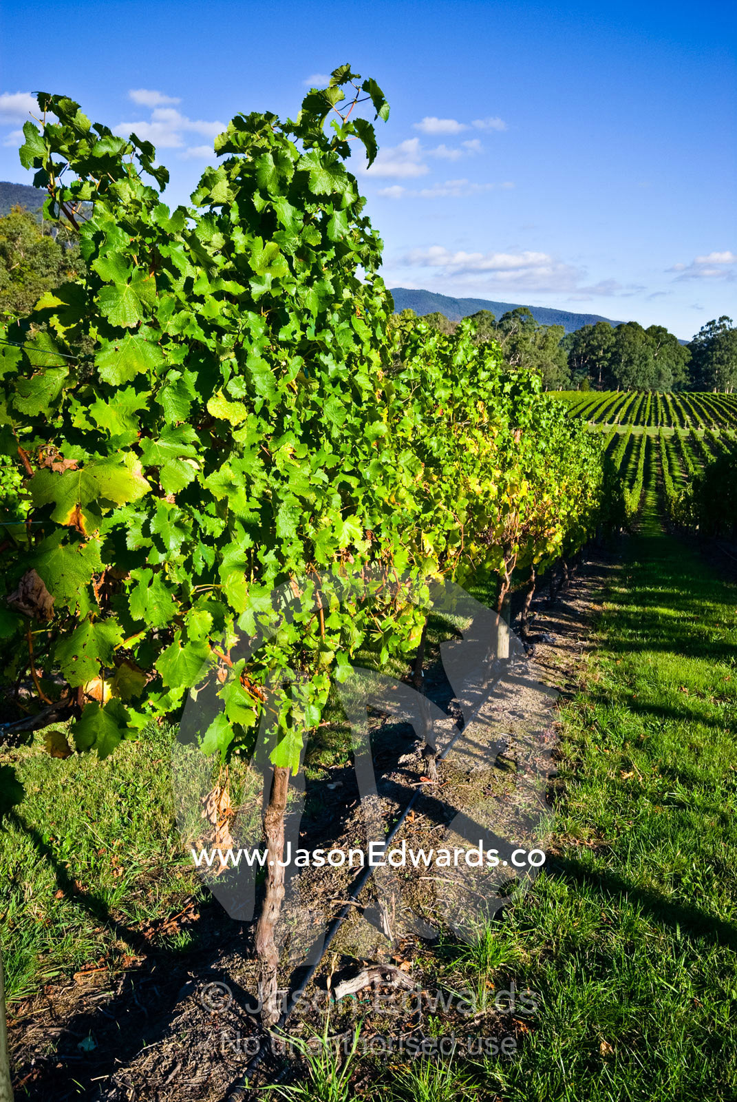 Lush vineyards stretch over rolling hills in late afternoon light. Healesville, Yarra Valley, Victoria, Australia
