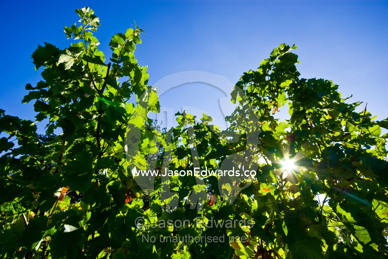 Dappled sunlight filtering through lush, green grape vine leaves. Healesville, Yarra Valley, Victoria, Australia