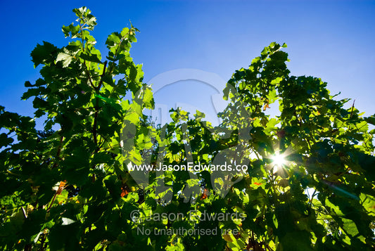 Dappled sunlight filtering through lush, green grape vine leaves. Healesville, Yarra Valley, Victoria, Australia
