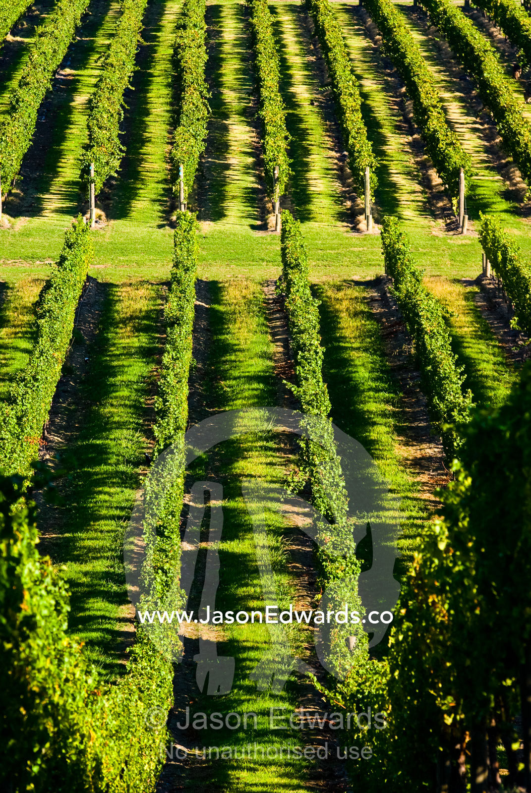 Avenues of lush grape vine roll over hills in the late afternoon light Healesville, Yarra Valley, Victoria, Australia